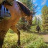 Les chevaux préfèrent l’herbe aux chemins caillouteux.